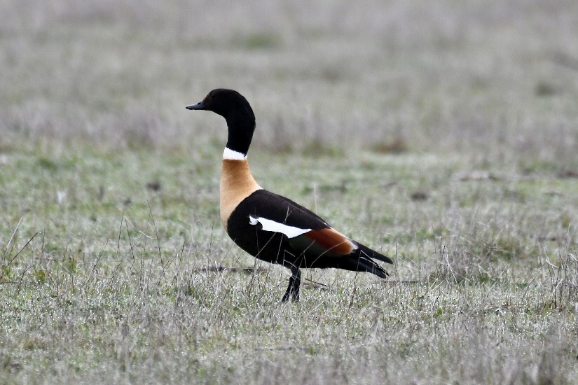 Australian Shelduck - Russell Waugh