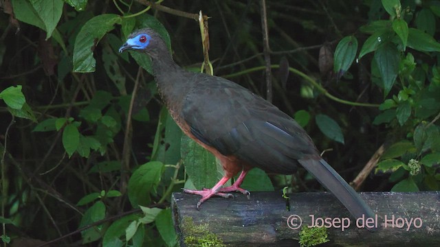 Sickle-winged Guan - ML602650431