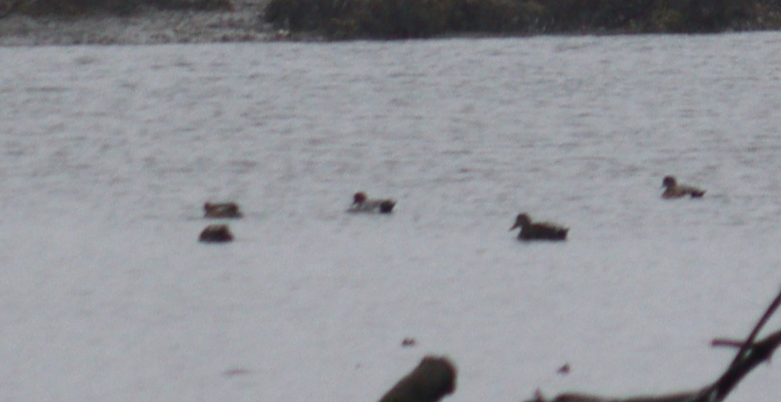 Eurasian Wigeon - Quinn Nial