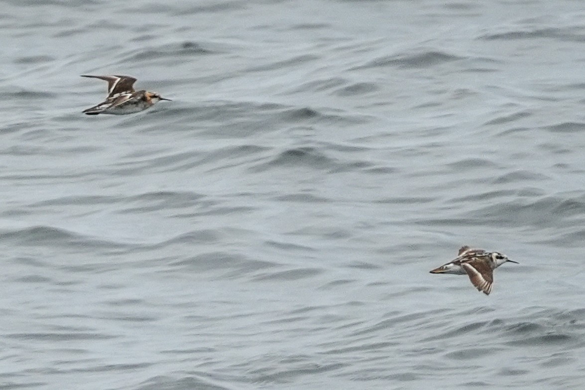 Phalarope à bec étroit - ML602651391