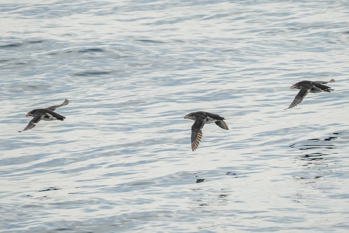 Rhinoceros Auklet - ML602651421