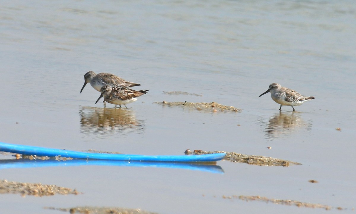 Broad-billed Sandpiper - ML602651521