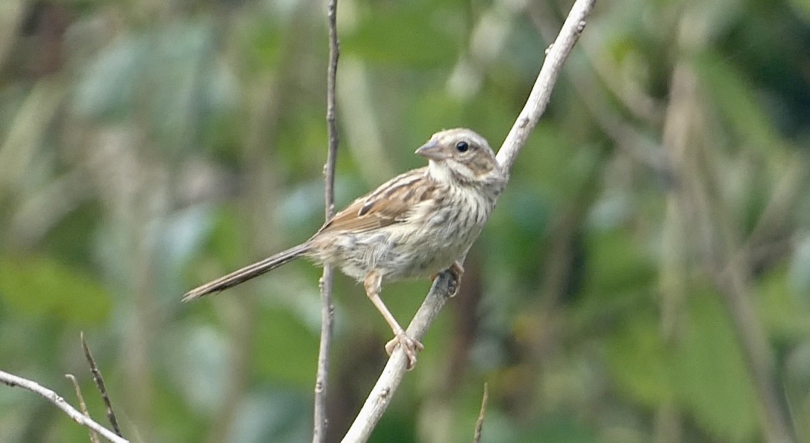 Song Sparrow - ML602651541