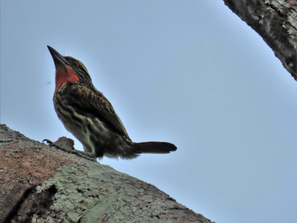 Gilded Barbet - ML602652021
