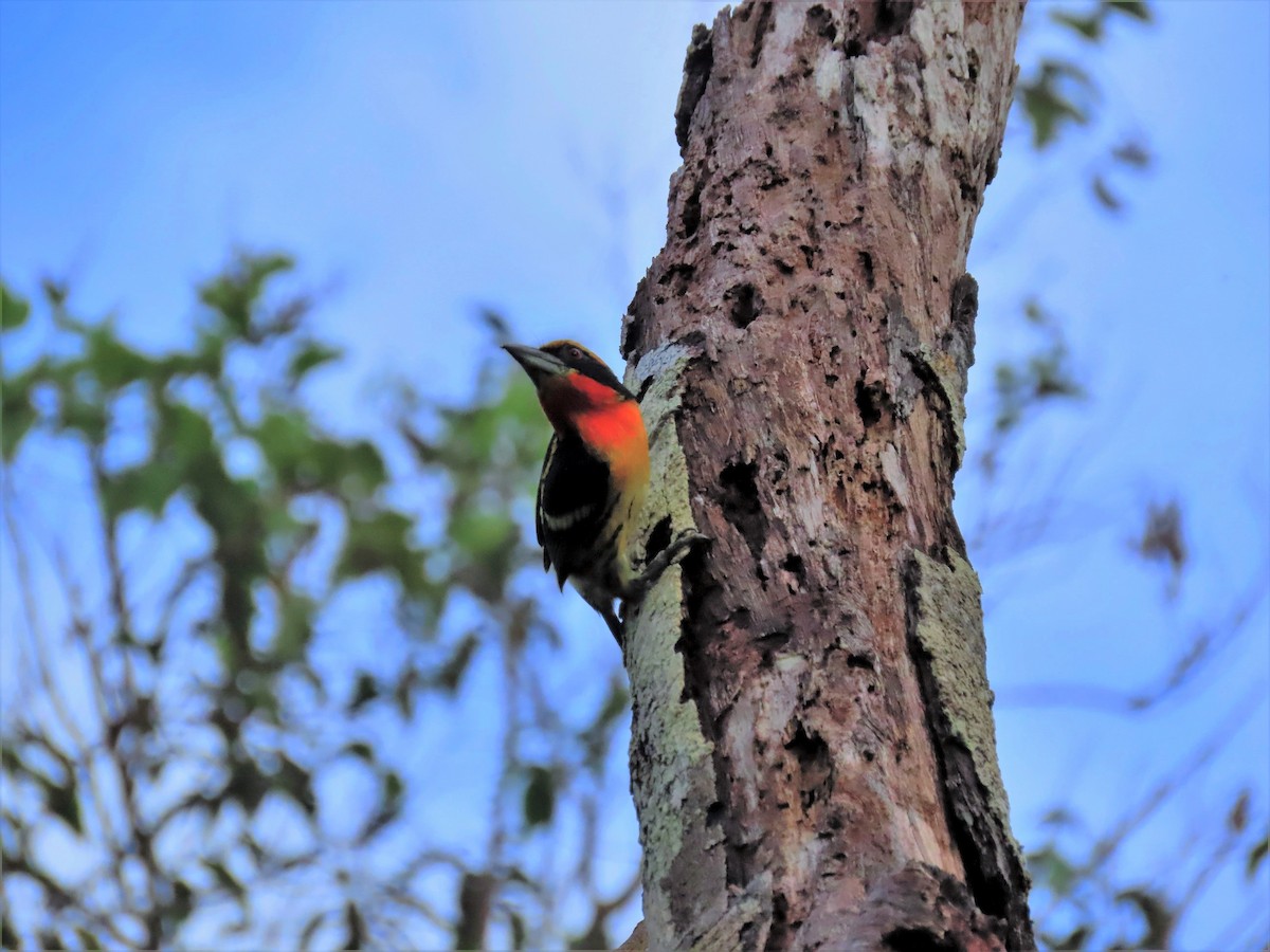 Gilded Barbet - ML602652031