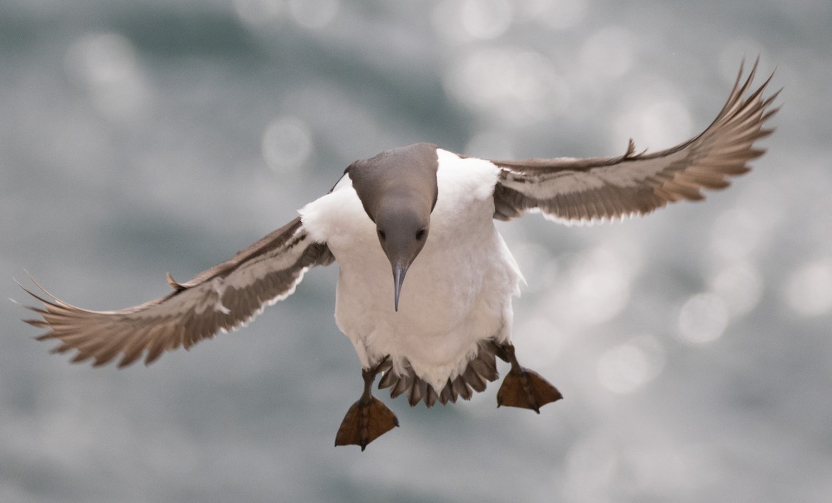 Common Murre - Chuck Rumsey