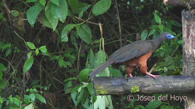 Sickle-winged Guan - ML602652371