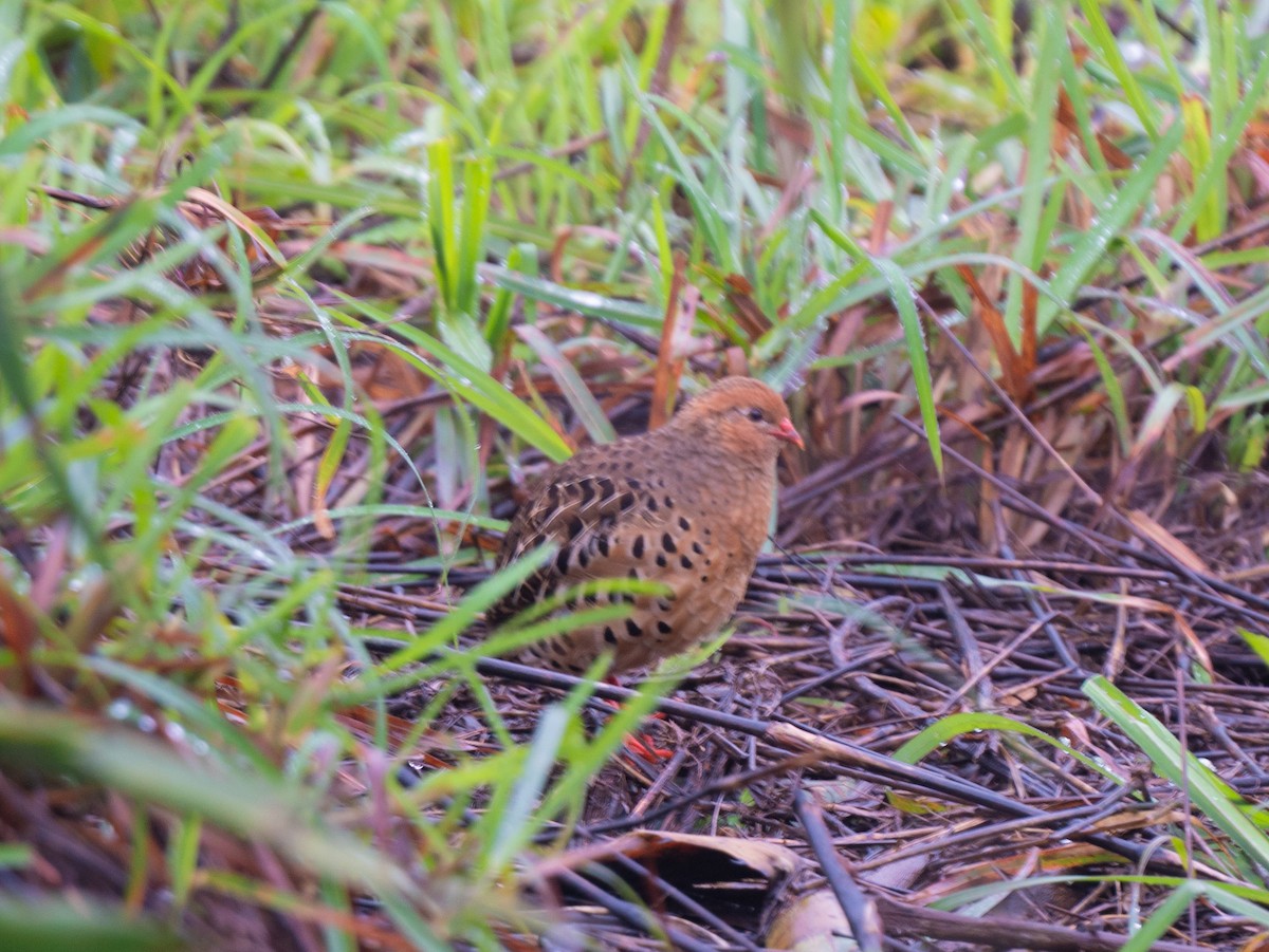 křepelka pestrá - ML602652431