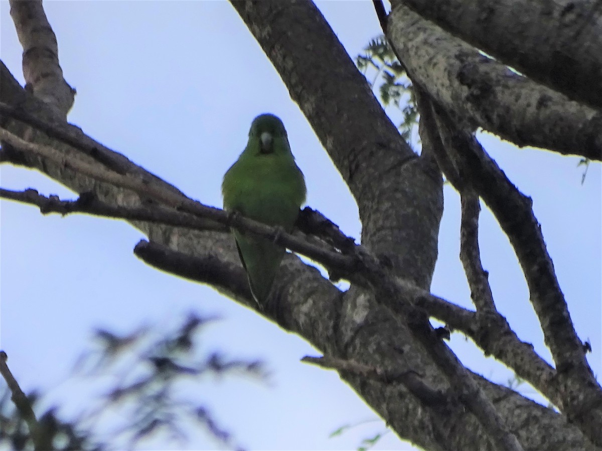 Cobalt-rumped Parrotlet - ML602653121