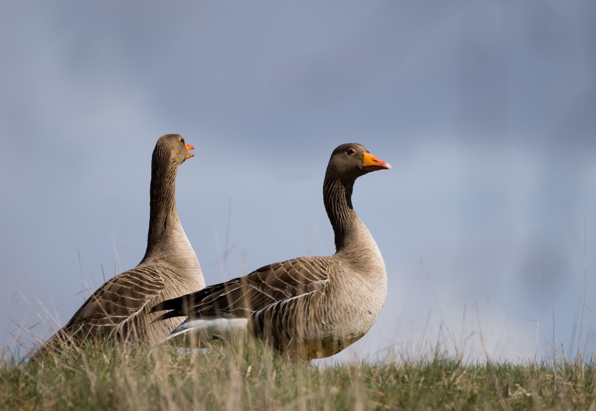 Graylag Goose - ML602653311