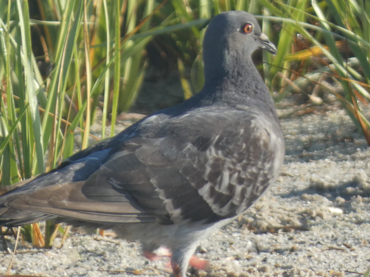 Rock Pigeon (Feral Pigeon) - ML602653801