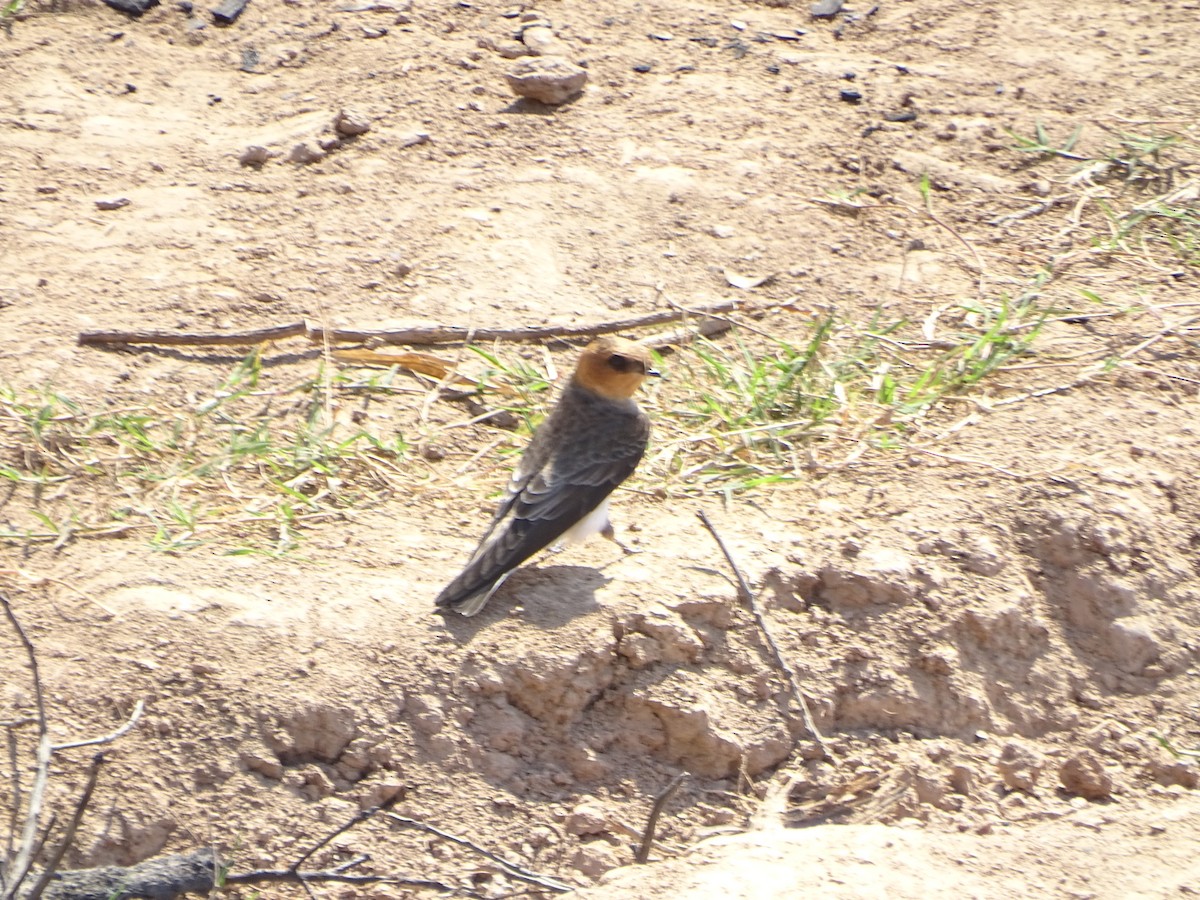 Tawny-headed Swallow - Mirian Del Río