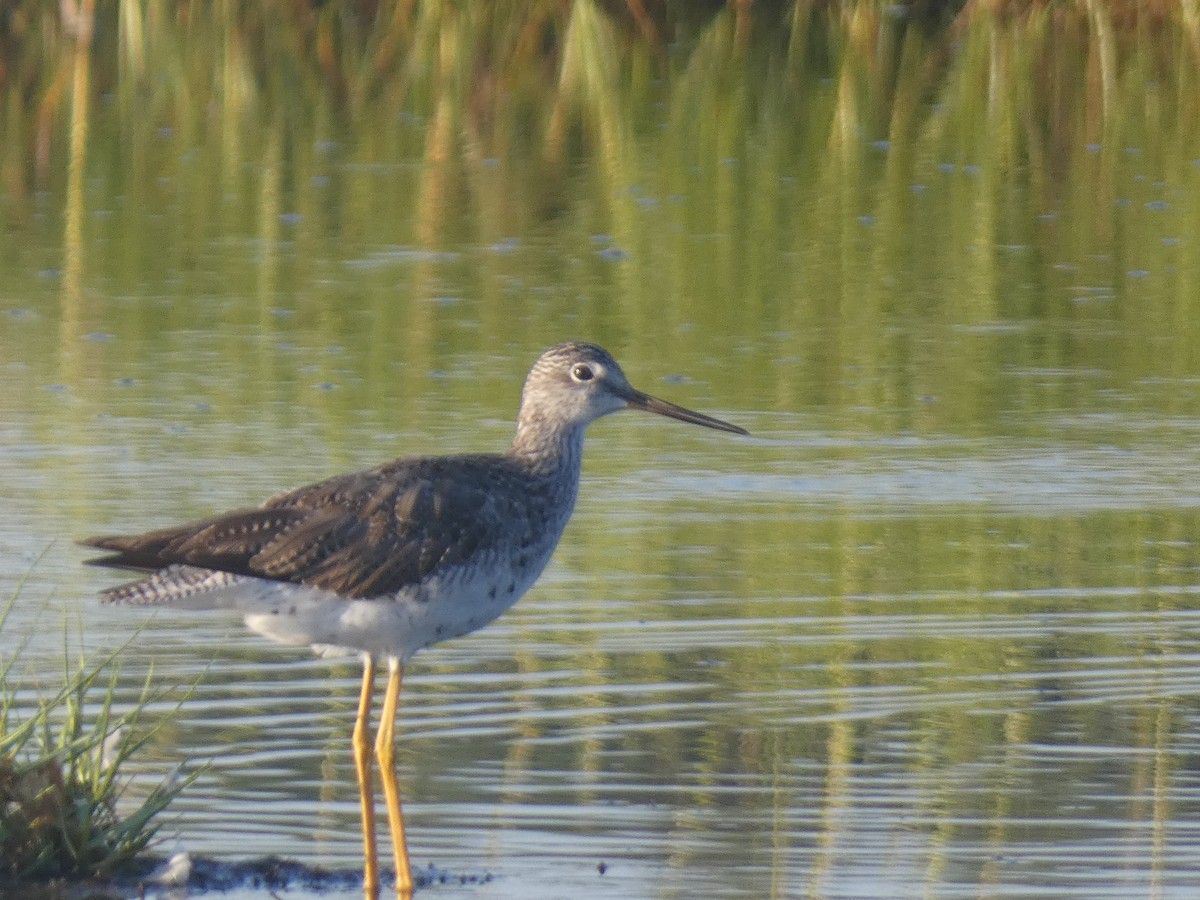 Greater Yellowlegs - ML602654291