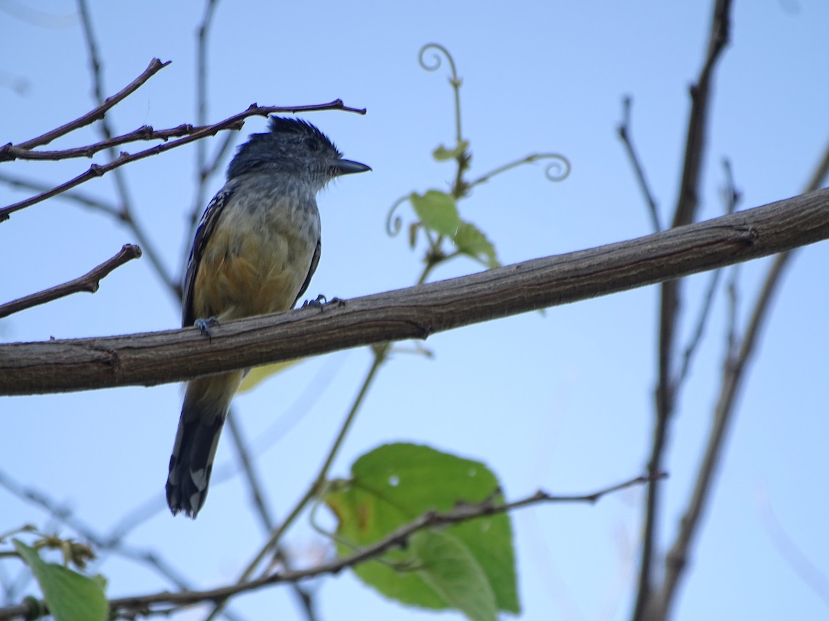 Variable Antshrike - Mirian Del Río