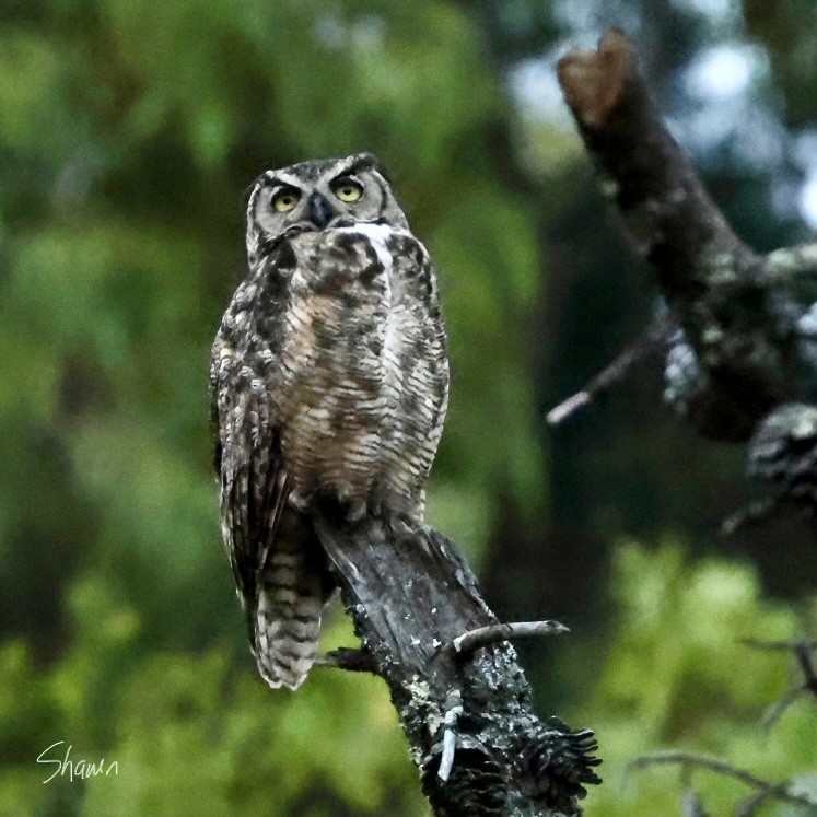 Great Horned Owl - ML602654491