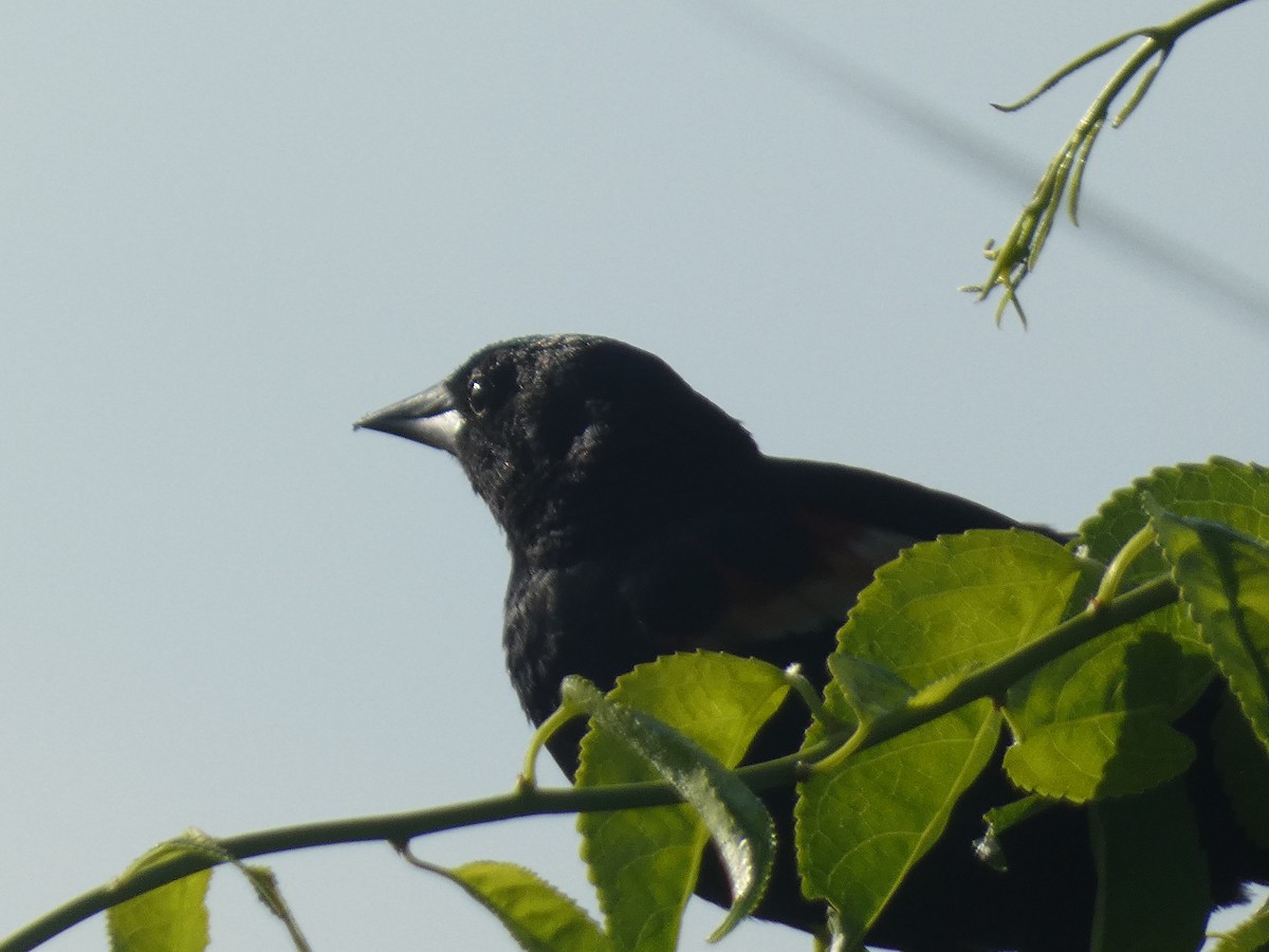 Red-winged Blackbird (Red-winged) - ML602654521