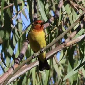 Western Tanager - ML602654711