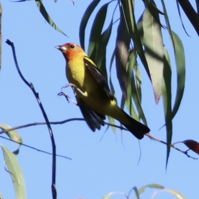 Western Tanager - ML602654721
