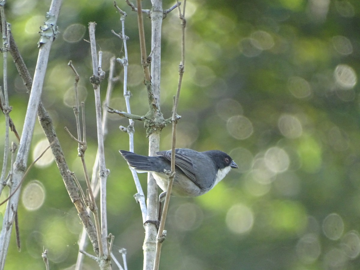 Black-capped Warbling Finch - Mirian Del Río