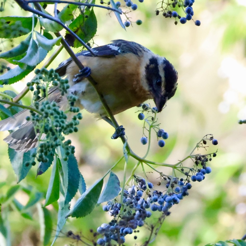 Black-headed Grosbeak - ML602654781