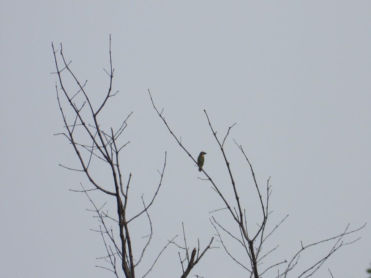 Coppersmith Barbet - ML602654921