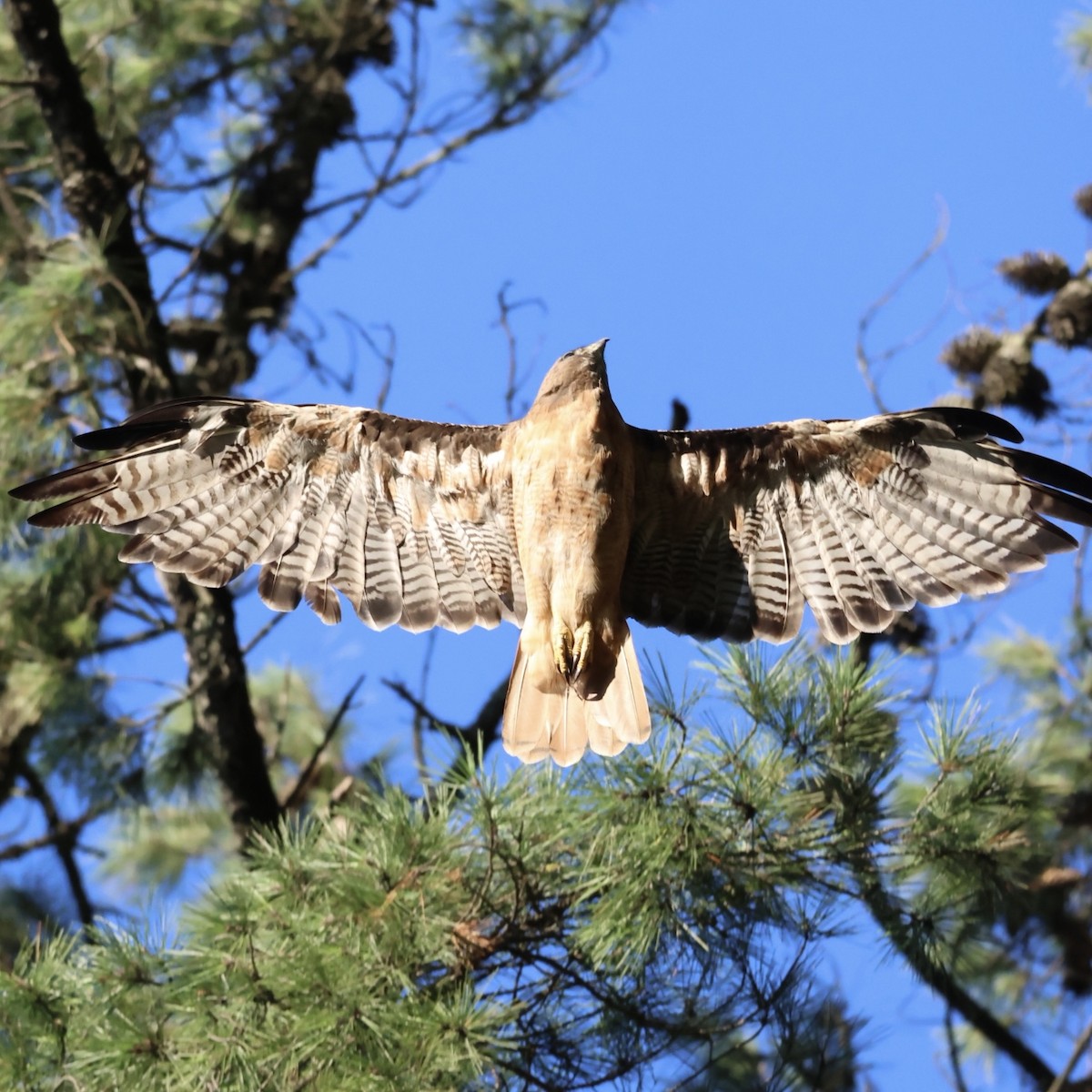 Red-tailed Hawk - ML602654961