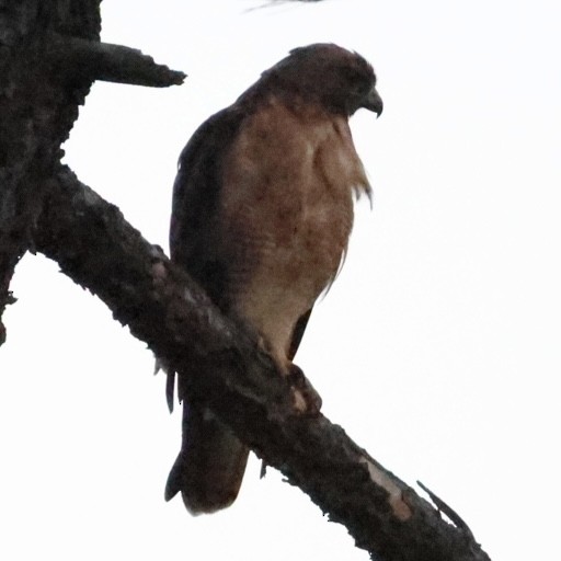 Red-shouldered Hawk - ML602654991