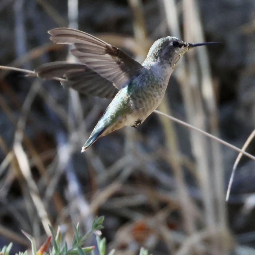 Anna's Hummingbird - ML602655021