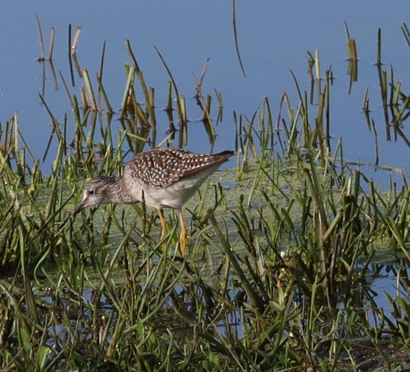 Lesser Yellowlegs - ML602655091