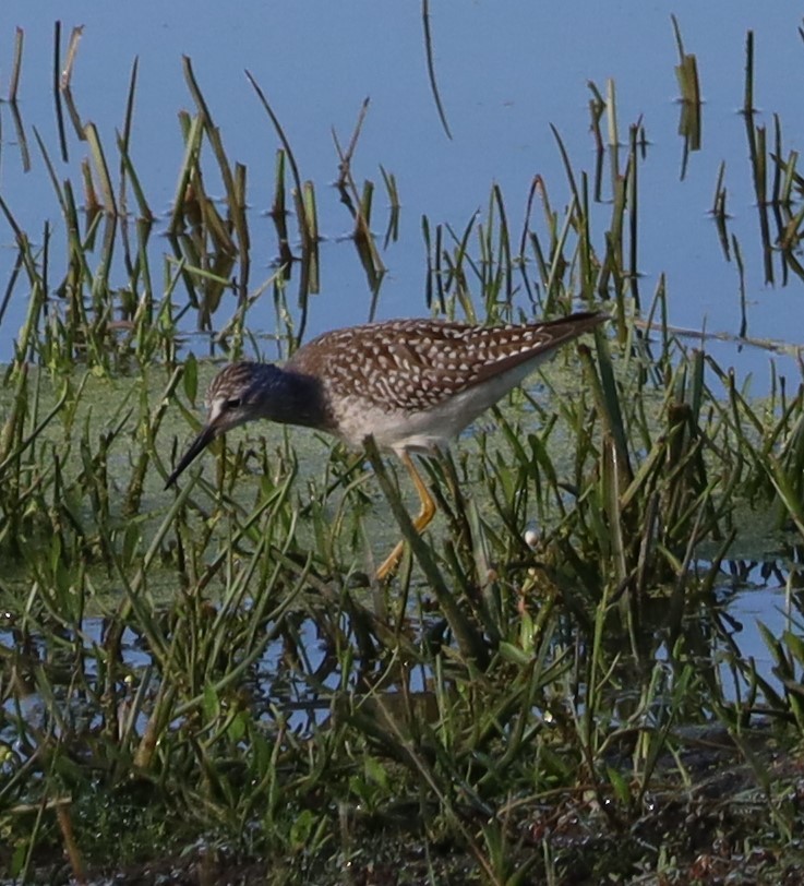 Lesser Yellowlegs - ML602655111