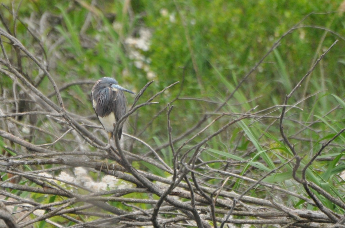 Tricolored Heron - ML60265531