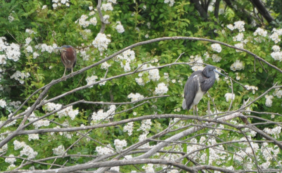 Tricolored Heron - ML60265541