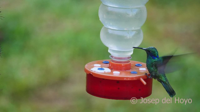 kolibřík modrouchý (ssp. cyanotus/crissalis) - ML602655631