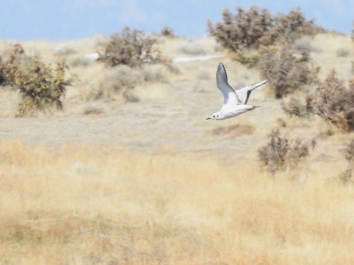 Bonaparte's Gull - ML602655691