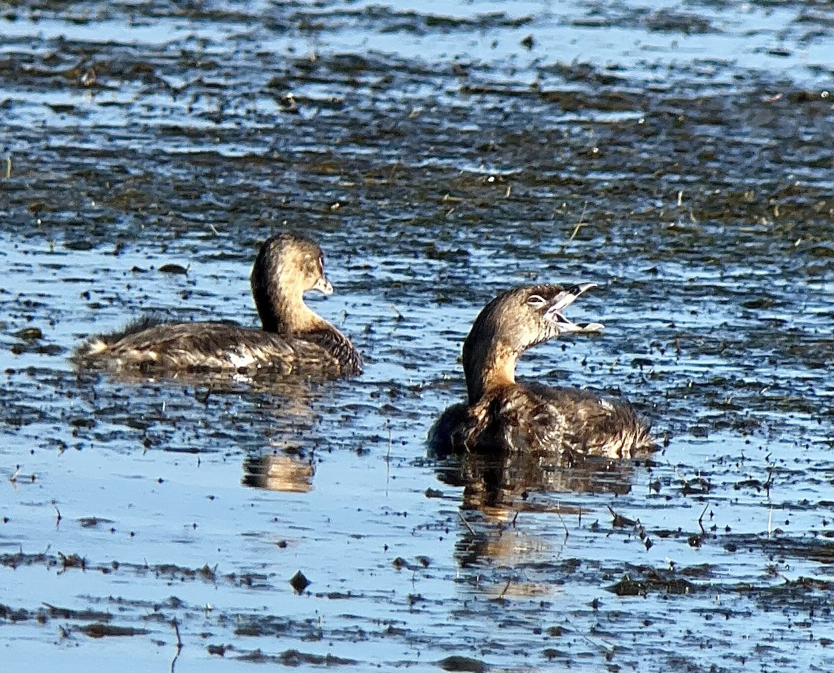 Pied-billed Grebe - ML602655751