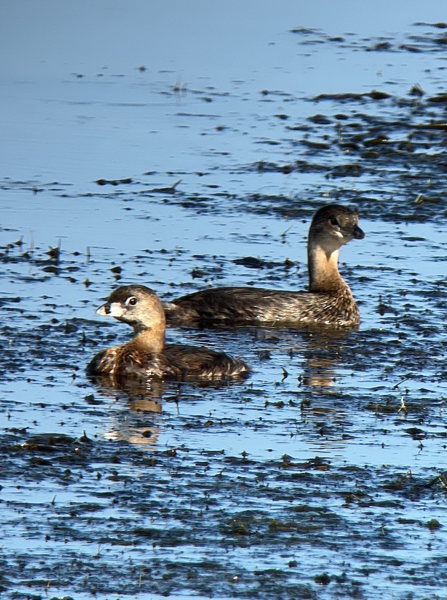 Pied-billed Grebe - ML602655761