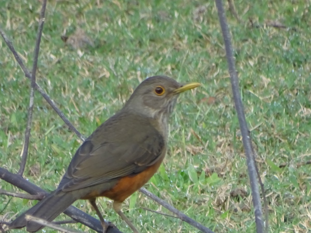 Rufous-bellied Thrush - ML602656371