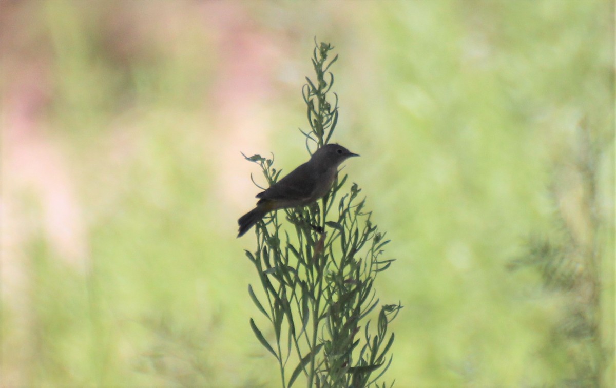 Virginia's Warbler - Adair Bock