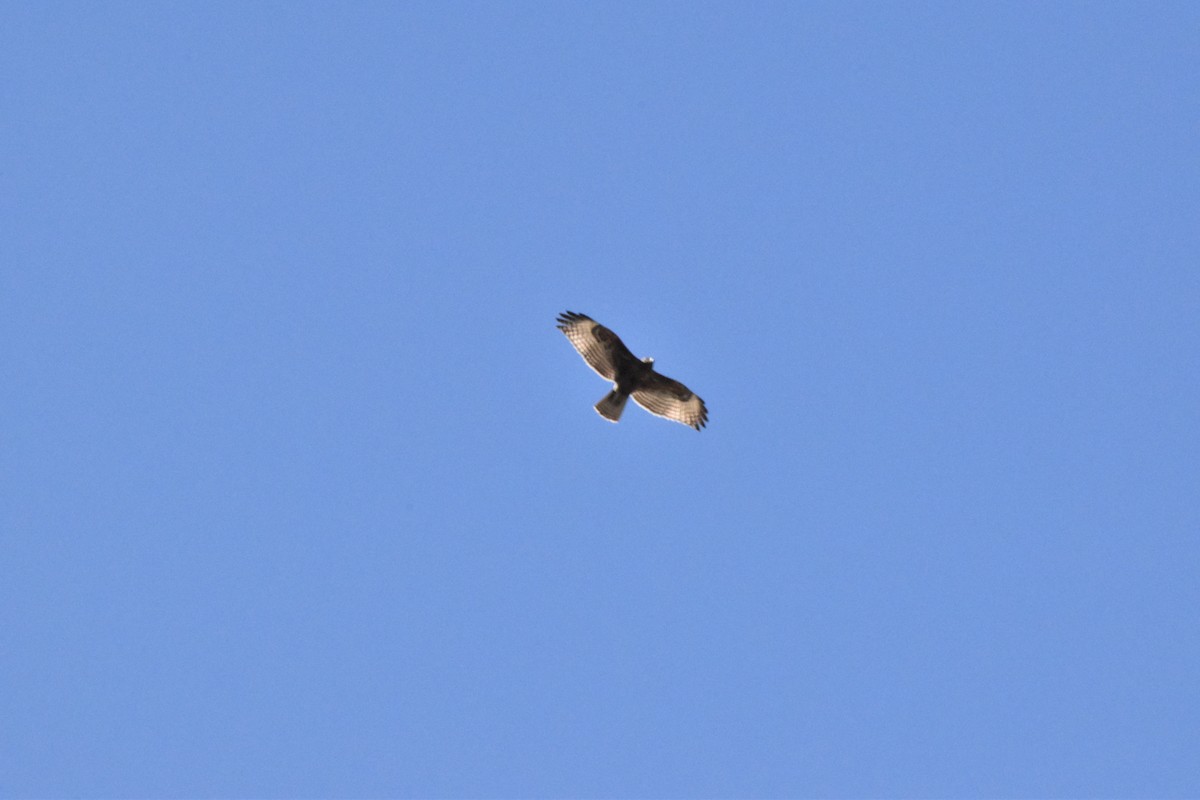 Red-tailed Hawk - ML602656661