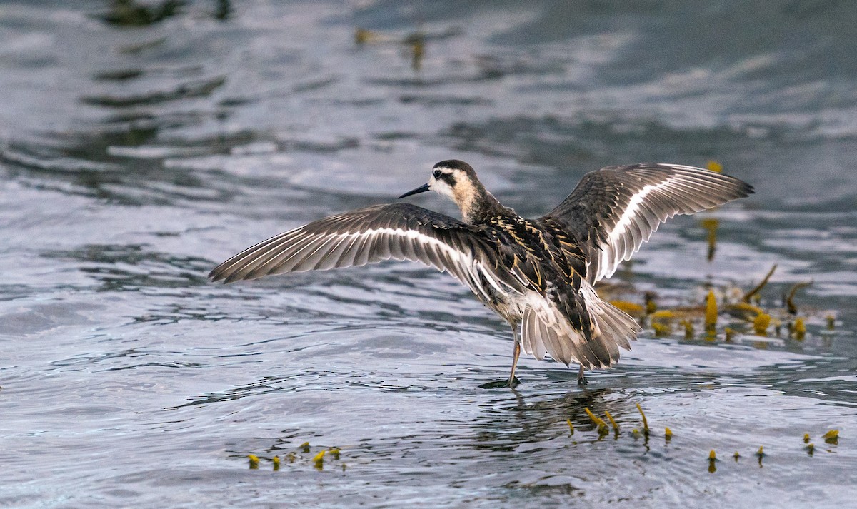 Red/Red-necked Phalarope - Hilary Langlois