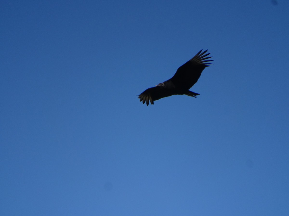 Black Vulture - Mirian Del Río