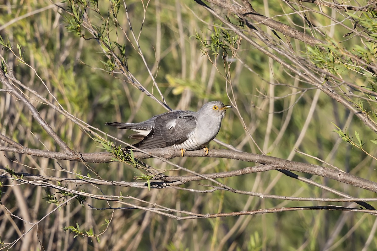 Common Cuckoo - ML602657151