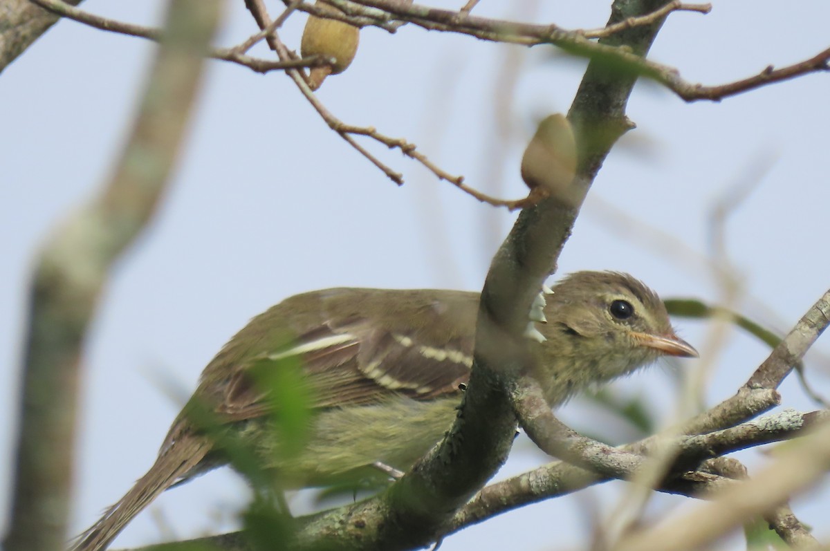 Small-headed Elaenia - Fernando Pocho Cabral / Birding Iguazu