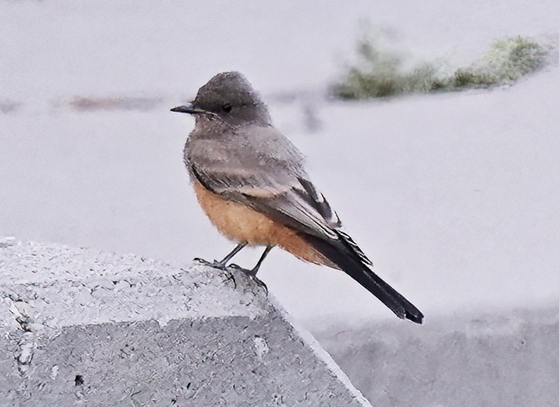 Say's Phoebe - ML602657521