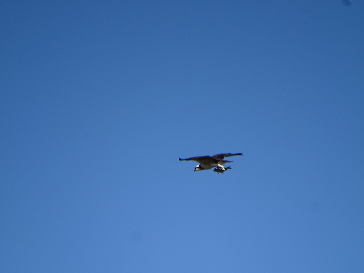 Osprey - Mirian Del Río