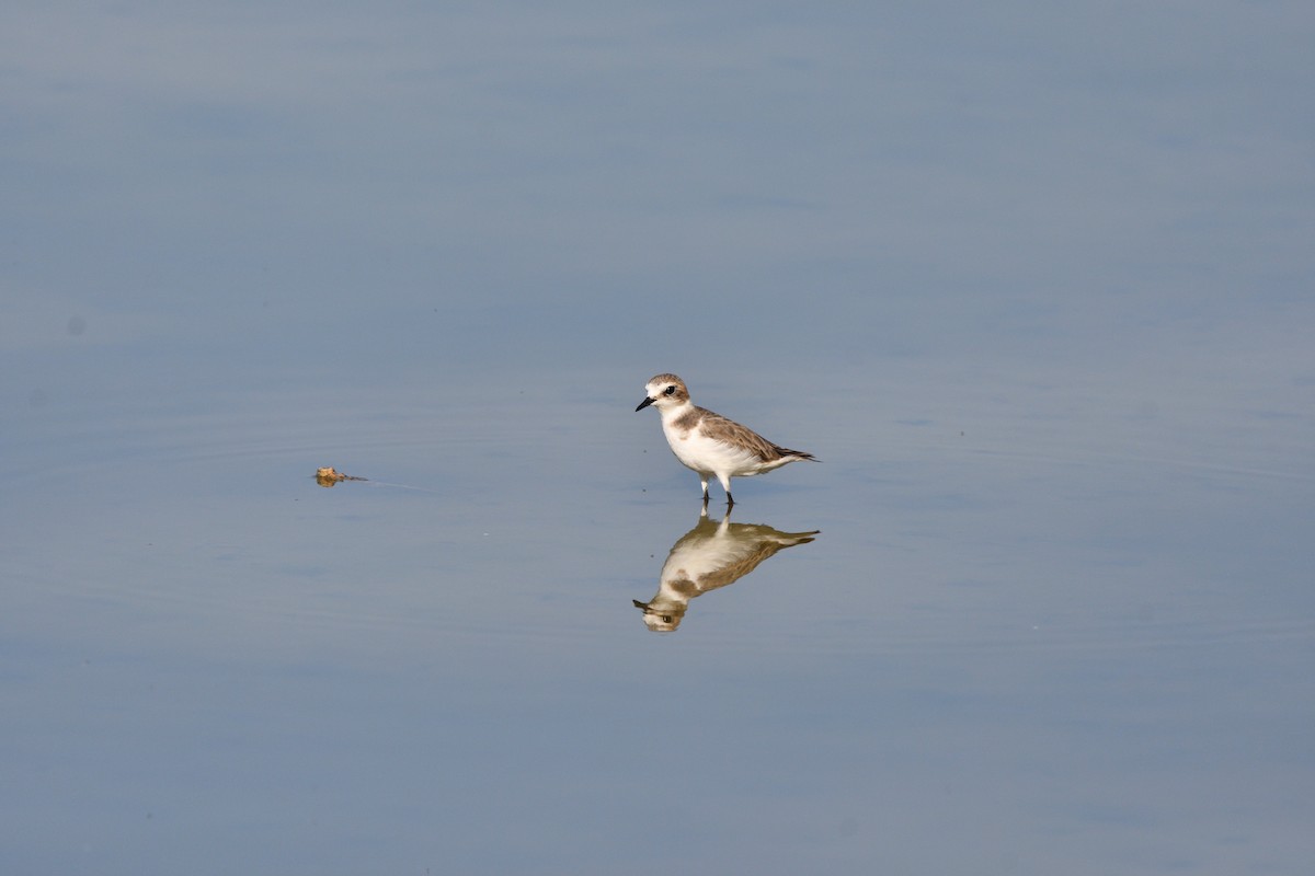 Kentish Plover - Alejandro Gómez Vilches