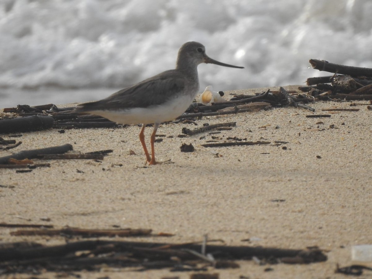 Terek Sandpiper - ML602658861