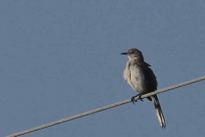 Northern Mockingbird - ML602659091