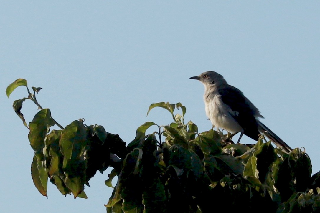 Northern Mockingbird - ML602659101