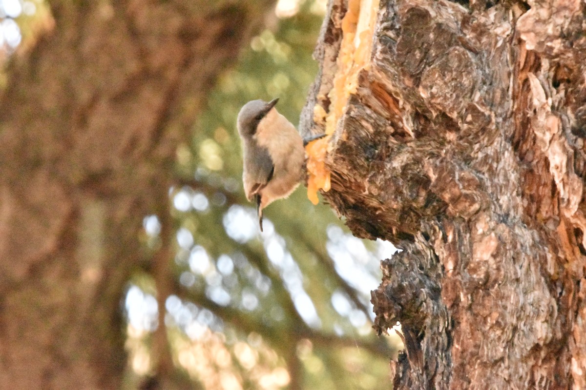 Pygmy Nuthatch - ML602659241